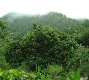 Blue Mountains