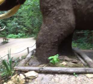 Dinosaurier Museum Altmühltal