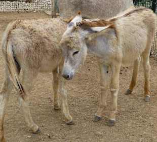 Pflegestation Jungtiere