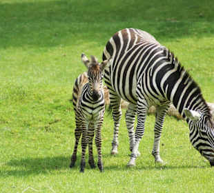 Allwetterzoo Münster