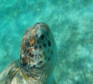 Schildi beim Schnorcheln