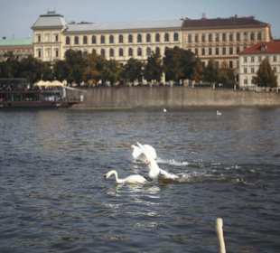 Под Карловым мостом