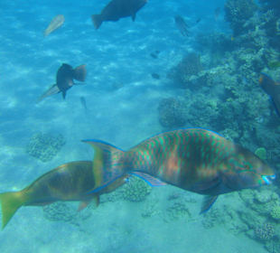 Tolle Unterwasserwelt