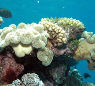 Reef Magic - Tauchen 15