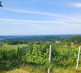 Weingärten am Hochsetz