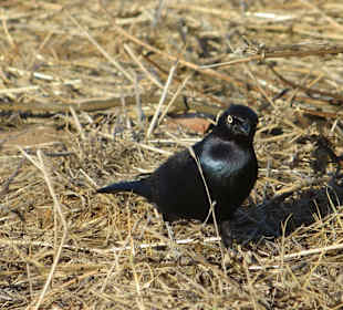 California State Route 1
