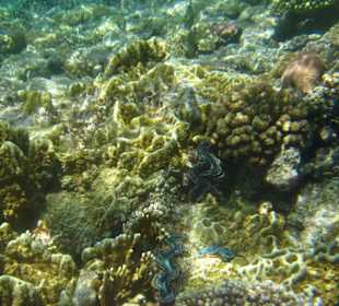 Far Garden Reef