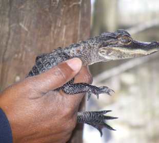 Miami Landgang Everglades