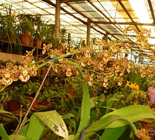 Orchideenhaus
