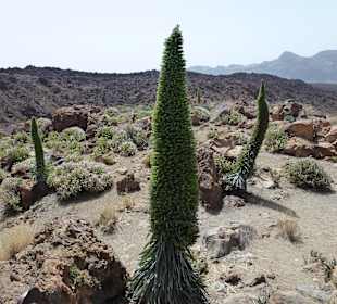Nationalpark --> Teide