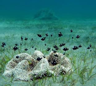 es gibt kleine und große Unterwasserbewohner