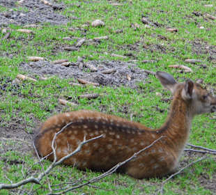 WildparkImpression September 2013