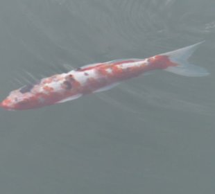 Koi-Karpfen