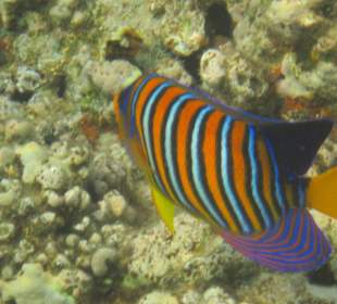 Unterwasserwelt direkt am Strand