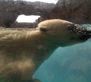 Marineland Eisbär