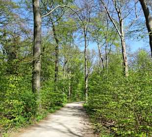 Rundgang durch den Stadtwald Eilenriede