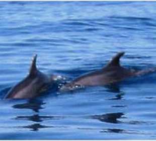 Mit Delphinen schwimmen und Schnorcheln Hurghada 