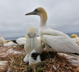 Insel Helgoland