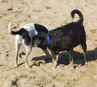 Hundestrand in Bibione