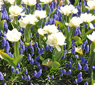 Парк Кекенхоф в Голандии