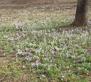 Krokuswiese Ende Februar auf dem Lutherplatz