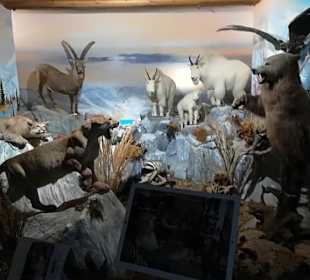 Alpen Wildpark Feld am See