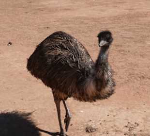 Emu