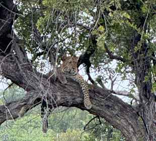 Safari Tour Timbavati