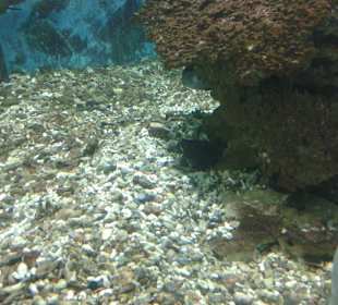 Aquarium in Hurghada