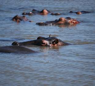 Hippos Cap Vidal
