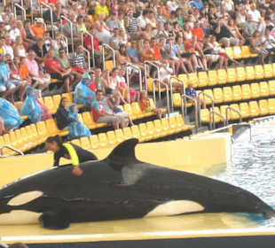 Loro Parque - Orca