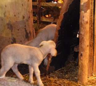Weihnachtsmarkt Illertissen