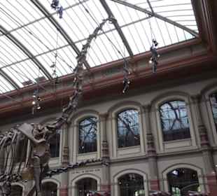 Museum für Naturkunde