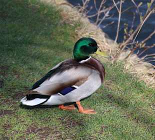 Enten am Schlossgraben