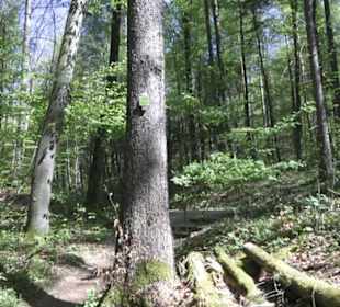 Wanderweg Hochgehwachsen