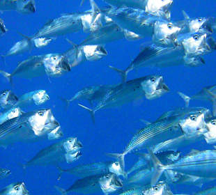 Fischschwarm direkt am Riff