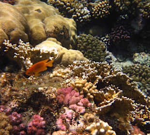 Schöne Korallenwelt