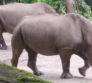 Singapur Zoo
