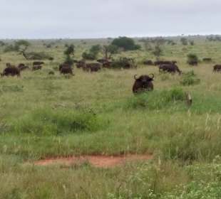 Sarova Salt Lick Game Lodge