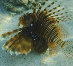 Schnorcheln Abu Dabbab