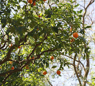 Orangen