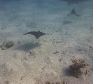 Rochenbesuch während der Delfintour - einmalig!