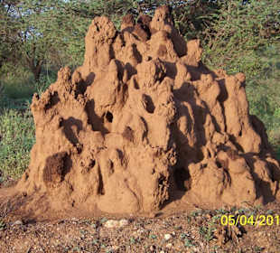 Termiten Hügel