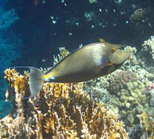 Blauklingen Nasendoktor