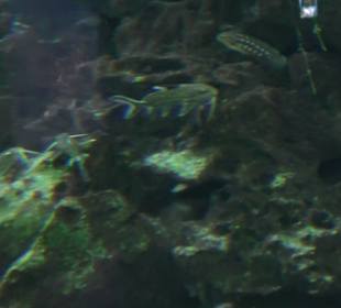 Tierpark Hellabrunn - Fische