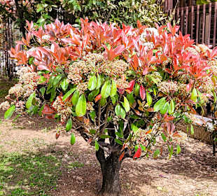 Wunderschöne Pflanzen