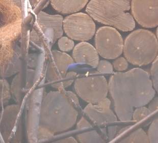 Weltvogelpark Walsrode