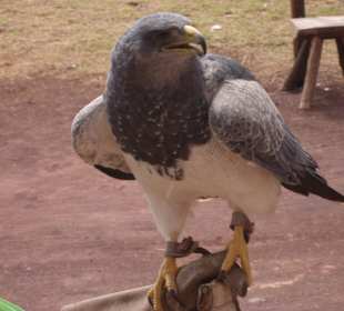 Oasis Park eine Flugshow.