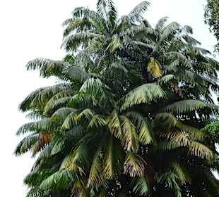 Botanischer Garten Singapur