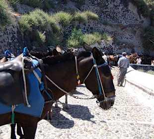 Eselsritt nach Fira